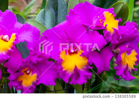 Close-up of Cattleya flowers, the queen of Western orchids of the Orchidaceae family Close-up of Cattleya flowers, the queen of Western orchids of the Orchidaceae family 138305589