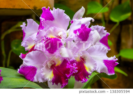 Close-up of Cattleya flowers, the queen of Western orchids of the Orchidaceae family Close-up of Cattleya flowers, the queen of Western orchids of the Orchidaceae family 138305594