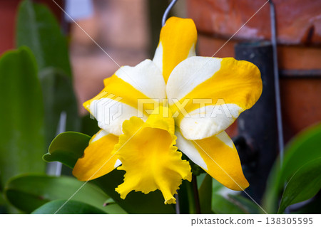 卡特蘭花的特寫鏡頭,蘭科西方蘭花女王 卡特蘭花的特寫鏡頭,蘭科西方蘭花女王 138305595