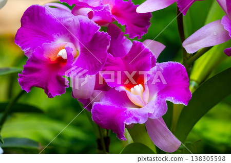 Close-up of Cattleya flowers, the queen of Western orchids of the Orchidaceae family Close-up of Cattleya flowers, the queen of Western orchids of the Orchidaceae family 138305598