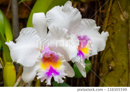 卡特蘭花的特寫鏡頭，蘭科西方蘭花女王 138305599