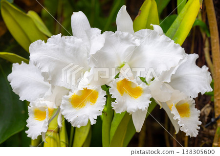 Close-up of Cattleya flowers, the queen of Western orchids of the Orchidaceae family Close-up of Cattleya flowers, the queen of Western orchids of the Orchidaceae family 138305600