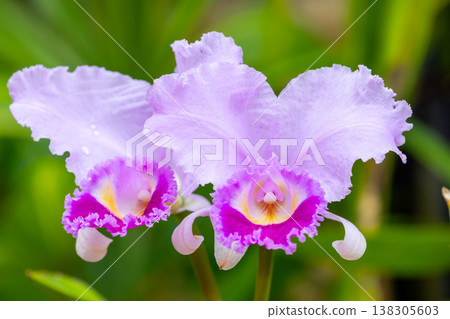 卡特蘭花的特寫鏡頭,蘭科西方蘭花女王 卡特蘭花的特寫鏡頭,蘭科西方蘭花女王 138305603