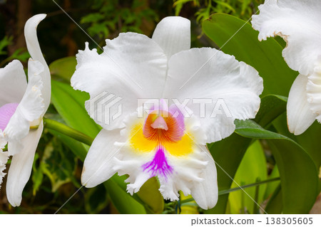 Close-up of Cattleya flowers, the queen of Western orchids of the Orchidaceae family Close-up of Cattleya flowers, the queen of Western orchids of the Orchidaceae family 138305605