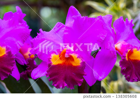 卡特蘭花的特寫鏡頭，蘭科西方蘭花女王 138305608