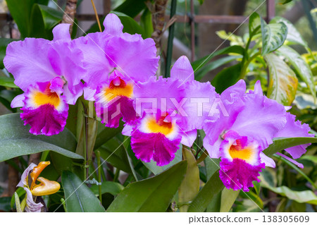 卡特蘭花的特寫鏡頭，蘭科西方蘭花女王 138305609