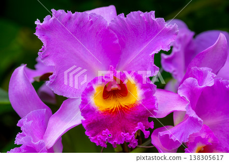 Close-up of Cattleya flowers, the queen of Western orchids of the Orchidaceae family Close-up of Cattleya flowers, the queen of Western orchids of the Orchidaceae family 138305617