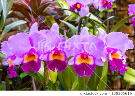 卡特蘭花的特寫鏡頭，蘭科西方蘭花女王 138305619