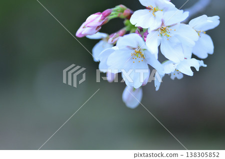 Now, the cherry blossoms are blooming one after another, competing to see who can finish first. 138305852