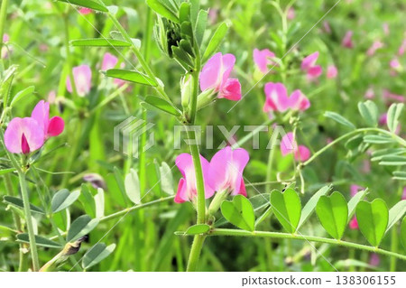 春天來了:野花:野豌豆:天之川河床 春天來了:野花:野豌豆:天之川河床 138306155