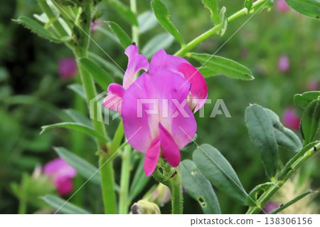 春天來了:野花:野豌豆:天之川河床 春天來了:野花:野豌豆:天之川河床 138306156
