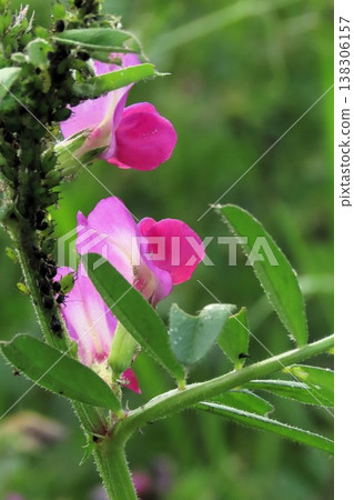 春天來了:野花:野豌豆:天之川河床 春天來了:野花:野豌豆:天之川河床 138306157