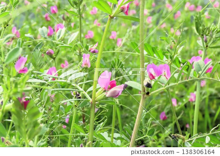 The arrival of spring: Wildflowers: Vicia cracca: Amanogawa Riverbed The arrival of spring: Wildflowers: Vicia cracca: Amanogawa Riverbed 138306164