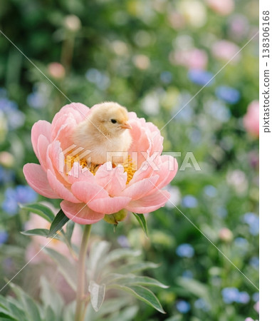 Adorable fluffy chick sitting inside a blooming pink peony in a spring garden 138306168