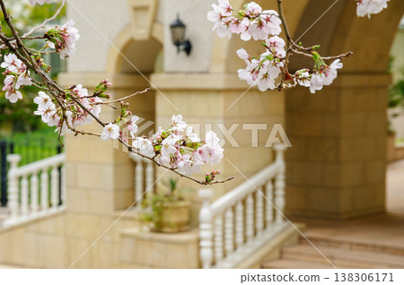 Flower Michi Flower Michi 138306171