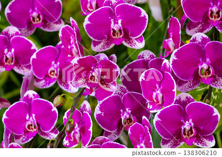 蝴蝶蘭（蝴蝶蘭）的花朵特寫，蘭花科西方蘭花的一種 138306210