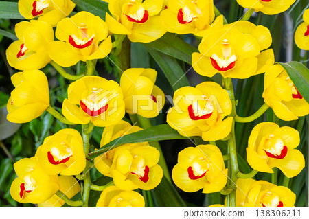 Close-up of the flower of Phalaenopsis (Phalaenopsis orchid), a type of western orchid in the orchid family Close-up of the flower of Phalaenopsis (Phalaenopsis orchid), a type of western orchid in the orchid family 138306211