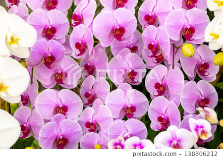 Close-up of the flower of Phalaenopsis (Phalaenopsis orchid), a type of western orchid in the orchid family Close-up of the flower of Phalaenopsis (Phalaenopsis orchid), a type of western orchid in the orchid family 138306212