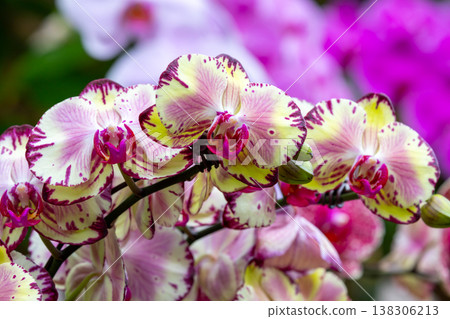 蝴蝶蘭(蝴蝶蘭)的花朵特寫,蘭花科西方蘭花的一種 蝴蝶蘭(蝴蝶蘭)的花朵特寫,蘭花科西方蘭花的一種 138306213