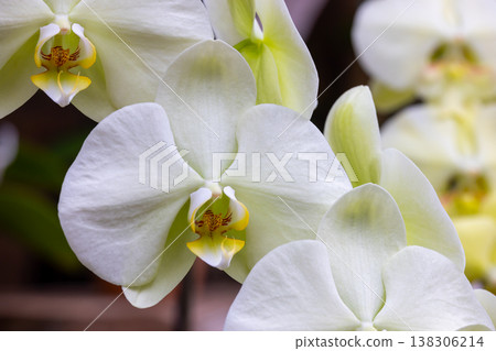 蝴蝶蘭（蝴蝶蘭）的花朵特寫，蘭花科西方蘭花的一種 138306214