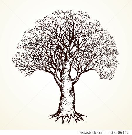 Vector drawing. Old oak tree 138306462