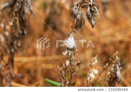 冬日森林中，枯草上附著一個白色的繭 03 138306484