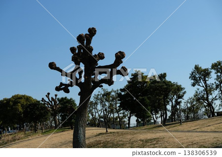 The American coral tree has transformed into a figure raising its fist into the winter sky. The American coral tree has transformed into a figure raising its fist into the winter sky. 138306539