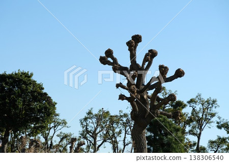 美國珊瑚樹已經變成了一個向冬日天空高舉拳頭的圖像。 138306540