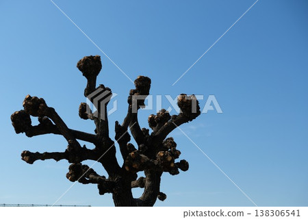 美國珊瑚樹已經變成了一個向冬日天空高舉拳頭的圖像。 美國珊瑚樹已經變成了一個向冬日天空高舉拳頭的圖像。 138306541