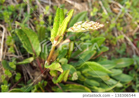 Sorrel with flower spikes 138306544