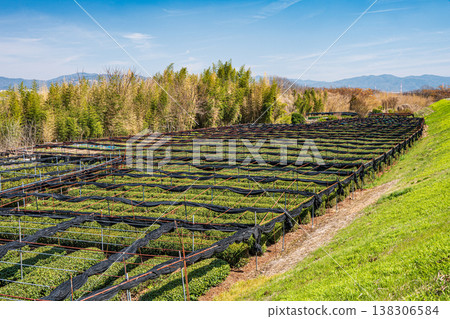 Tea fields spreading along the Kizu River riverbed, Yawata City, Kyoto Prefecture Tea fields spreading along the Kizu River riverbed, Yawata City, Kyoto Prefecture 138306584