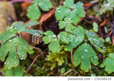 Winter forest, dewdrops glistening on the blades of grass 06 Winter forest, dewdrops glistening on the blades of grass 06 138306619