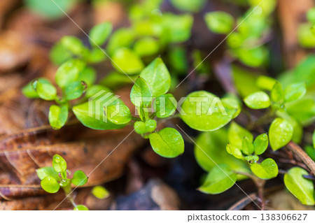 Winter forest, dewdrops glistening on blades of grass 14 Winter forest, dewdrops glistening on blades of grass 14 138306627