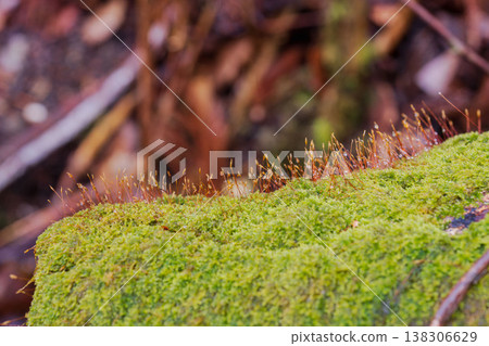 Winter forest: Moss sprouts emerge 01 Winter forest: Moss sprouts emerge 01 138306629