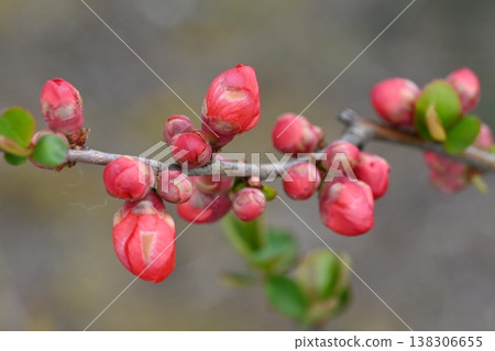 Bud of flower buds Bud of flower buds 138306655