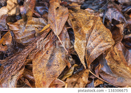 Winter forest, wet withered leaves lying on the ground 03 Winter forest, wet withered leaves lying on the ground 03 138306675
