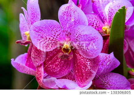 萬代蘭，又稱玉蘭花，是蘭科蘭花中的一種西方蘭花。 138306805