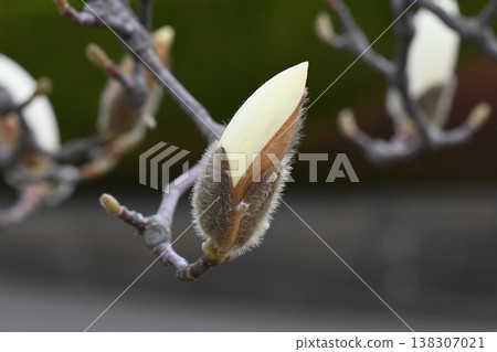 玉蘭花蕾 玉蘭花蕾 138307021