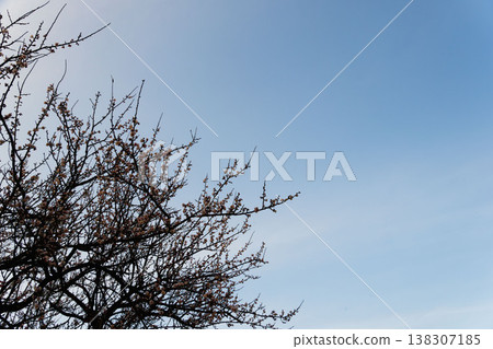 Blue sky, clouds, and plum trees on a winter evening 03 Blue sky, clouds, and plum trees on a winter evening 03 138307185