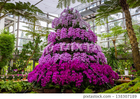 A display of the Phalaenopsis orchid, a type of orchid belonging to the Orchidaceae family. A display of the Phalaenopsis orchid, a type of orchid belonging to the Orchidaceae family. 138307189