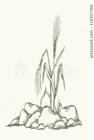 Vector drawing. Sick wheat growing in stony field Vector drawing. Sick wheat growing in stony field 138307360