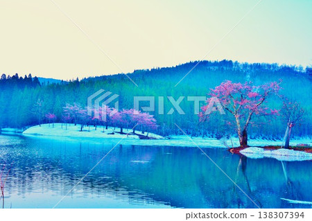 早春時節，櫻花在皚皚白雪中綻放 138307394