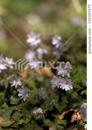Early spring Yukiwariichige Early spring Yukiwariichige 138307475