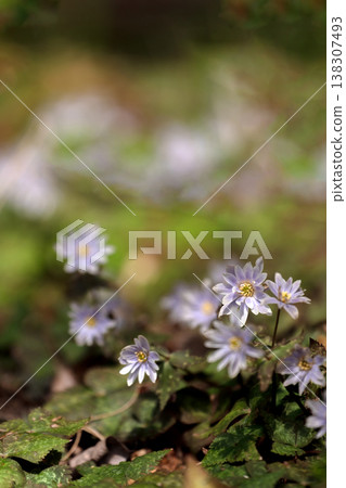 Early spring Yukiwariichige Early spring Yukiwariichige 138307493