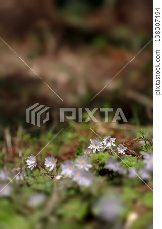 Early spring Yukiwariichige Early spring Yukiwariichige 138307494