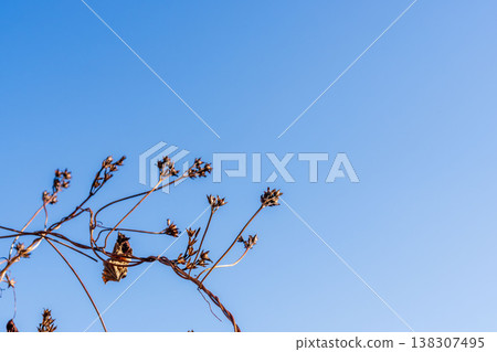 Winter's clear blue sky, withered branches and fruit 10 Winter's clear blue sky, withered branches and fruit 10 138307495