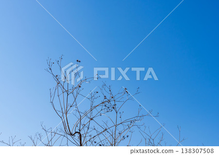 Winter's clear blue sky and withered wild grasses 12 Winter's clear blue sky and withered wild grasses 12 138307508