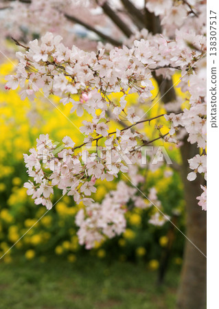 Cherry blossoms and rape fields Cherry blossoms and rape fields 138307517