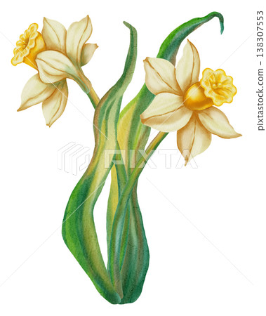 Narcissus. Watercolor hand drawn white narcissus flower on white background. Spring floral illustration perfect for holiday, birthday, Women's Day, Easter cards and romantic designs. Narcissus. Watercolor hand drawn white narcissus flower on white background. Spring floral illustration perfect for holiday, birthday, Women's Day, Easter cards and romantic designs. 138307553