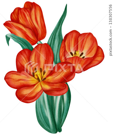 Watercolor illustration of a red tulip. Flower. This spring floral illustration is perfect for holiday cards, birthdays, International Women's Day, Easter cards, and romantic designs. 138307556